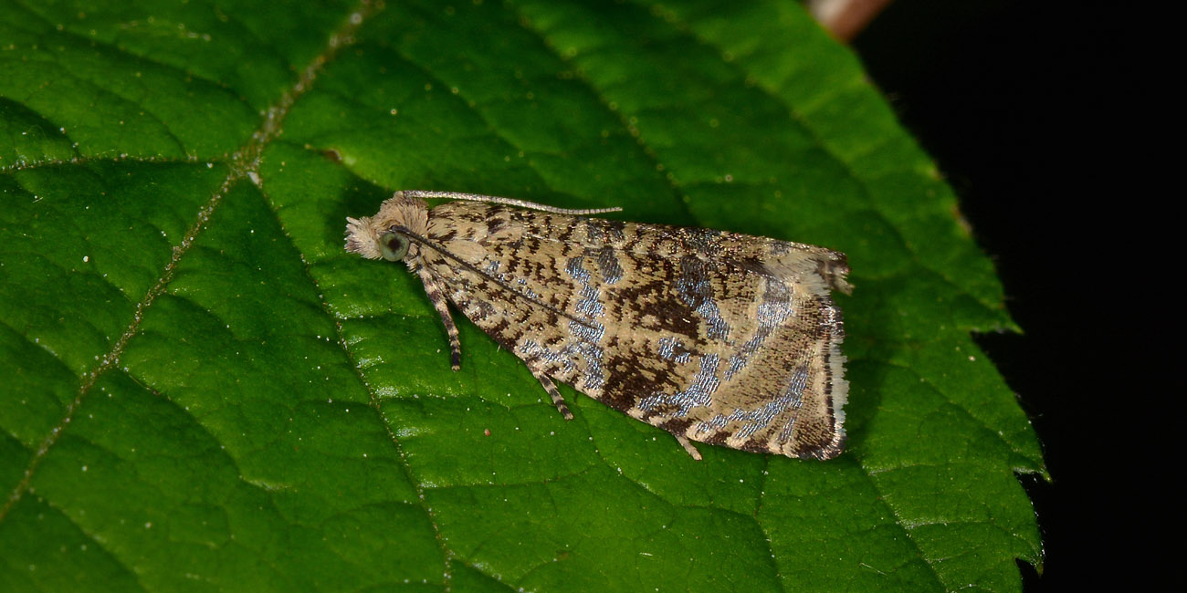 Choreutidae? No, Tortricidae: Celypha lacunana